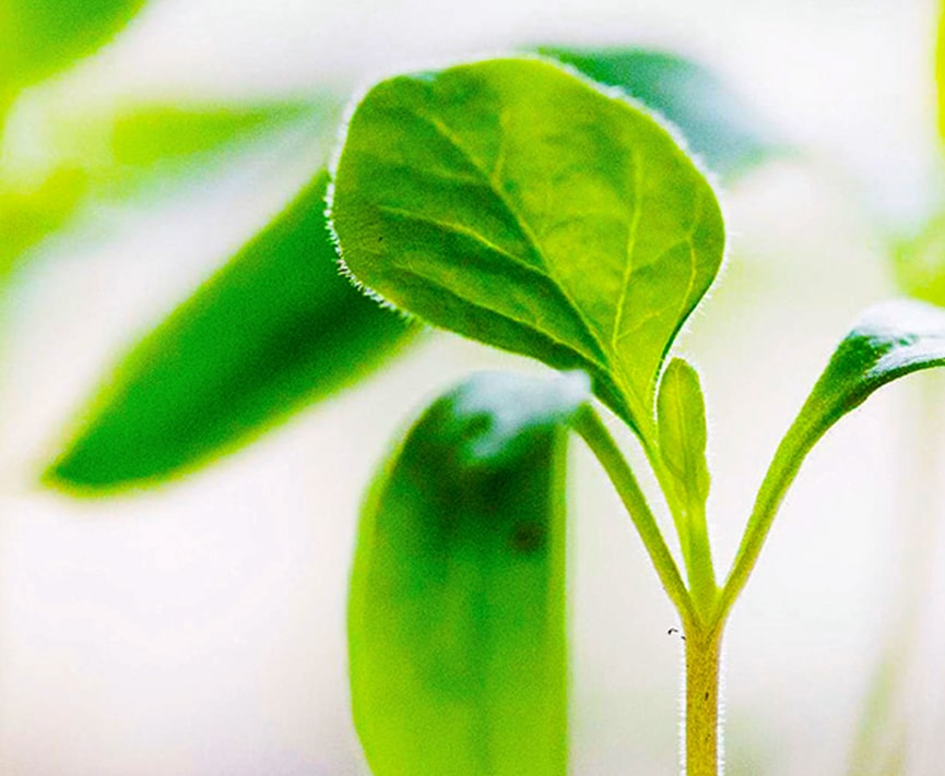 Green Certifications